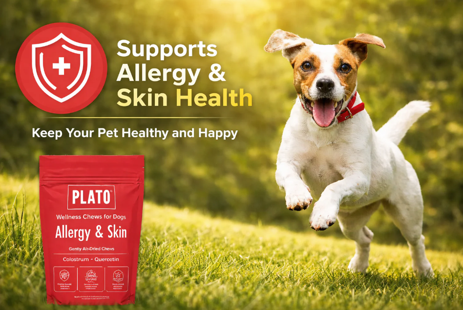 Plato Pet Treats Review: Healthy, Functional Dog Treats That Combine Taste, Nutrition, and Trust